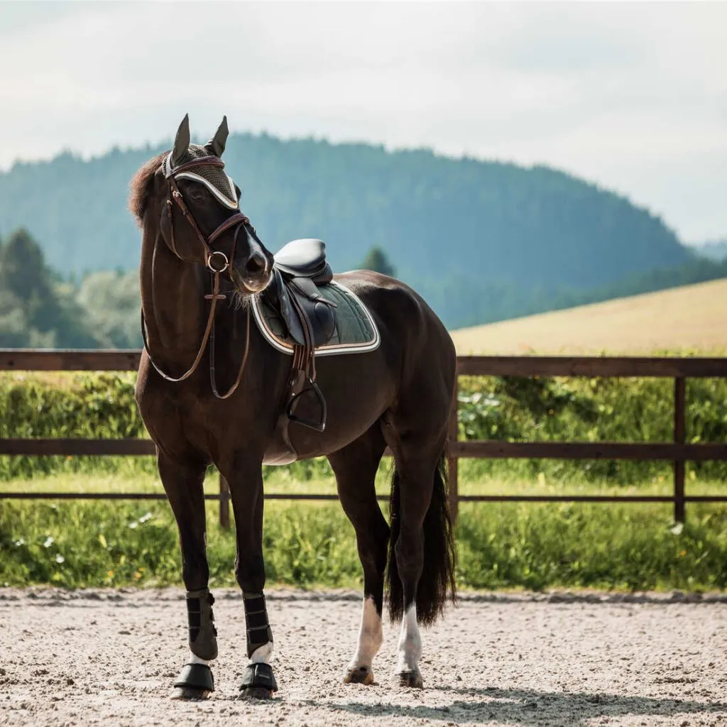 Horze Montauk Brushing Boots